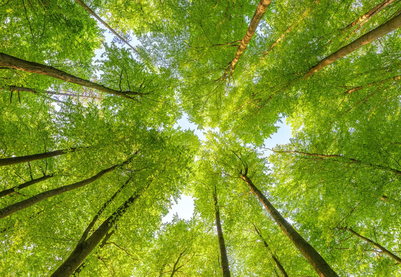 Looking up to green leafed trees towering overhead against a blue sky.